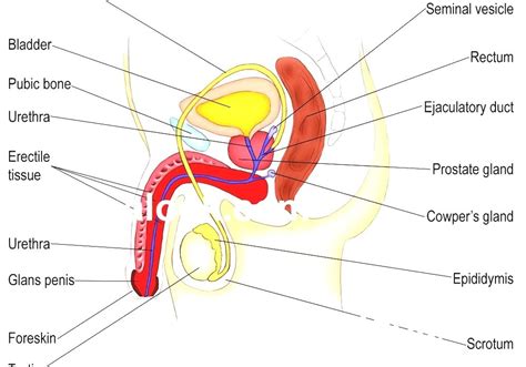 Male Reproductive System Human Male Anatomy