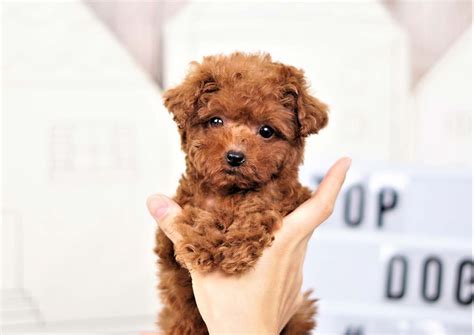 See full list on allthingsdogs.com Twinkle the Teacup Poodle ($3,300) - Top Dog Puppies