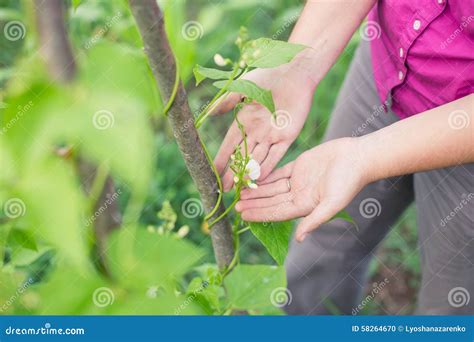 Blossom On Pole Bean Plants In A Garden Stock Photo Image Of Organic