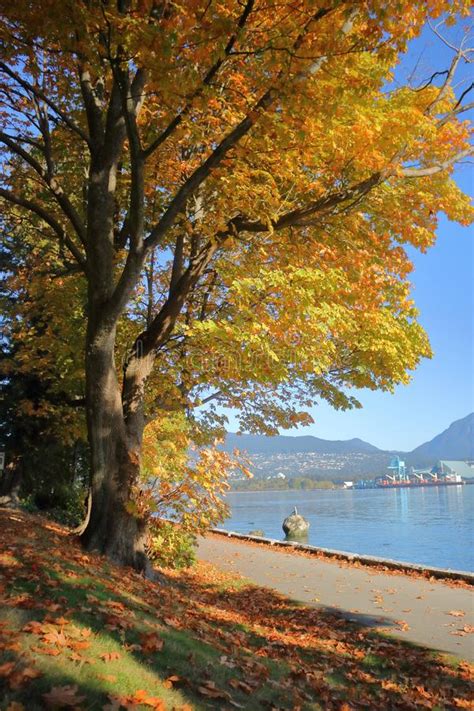 Fall Colors In Vancouver S Stanley Park Stock Photo Image Of British