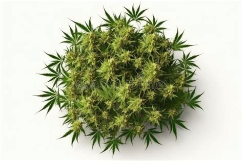 Hemp Top View High Resolution Isolated On White Background Stock