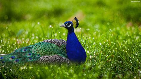 Peacock Background Wallpapers 31682 Baltana