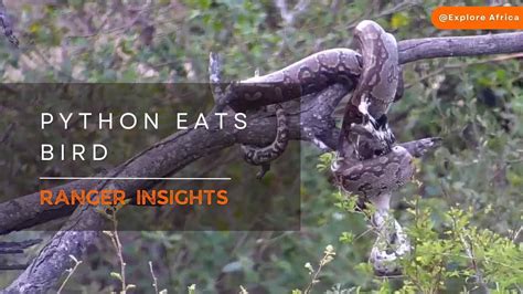 PYTHON SWALLOWS WHOLE BIRD Ranger Insights YouTube