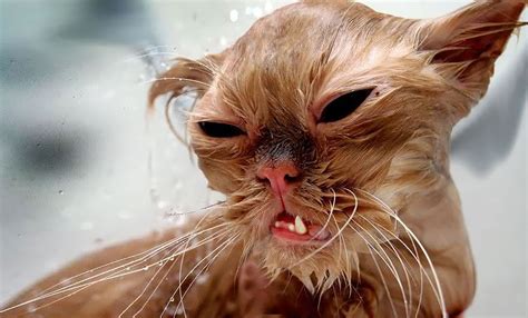 Wet Cats Have 22 Wonderful Looks