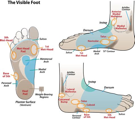 Anatomy Of The Foot Dorsal View Trial Exhibits Inc