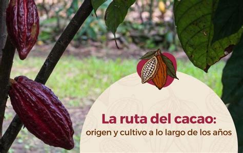 La Ruta Del Cacao Origen Y Cultivo A Lo Largo De Los A Os Secretar A