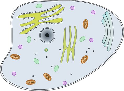 Does animal cell have membrane. How Does the Cell Membrane Function?