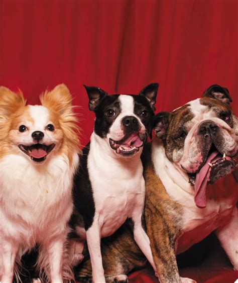 These Dogs Love The Selfie Booth What Happens When Dogs Go Into A