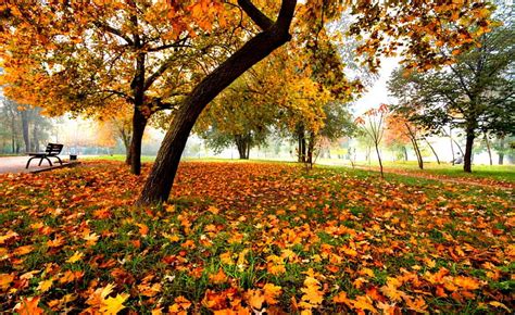 720p Free Download Autumn Leaves Fall Autumn Woods Bonito Leaves