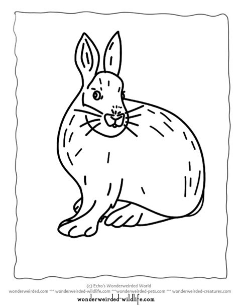 Printable Hare Coloring Pagesarctic Hare Coloring Pagesnowshoe Hare