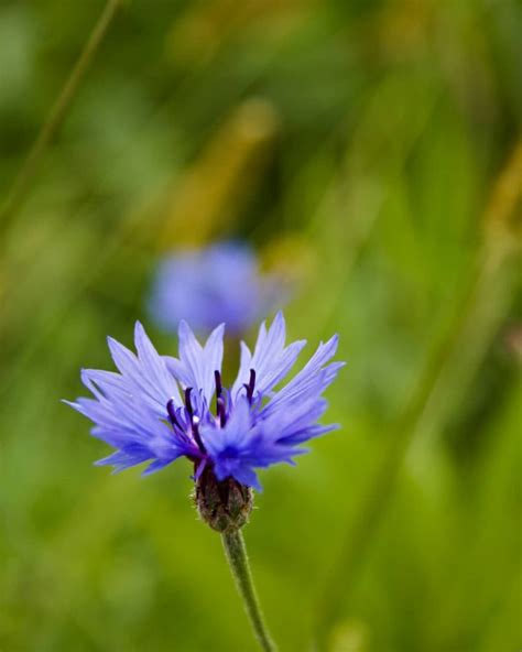 🌺 Centaurea Cyanus Commonly Known As Cornflower Or Bachelors Button