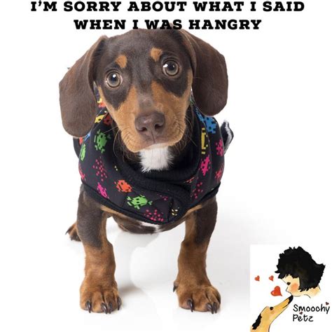 Im Sorry About What I Said When I Was Hangry Animal Memes Dog