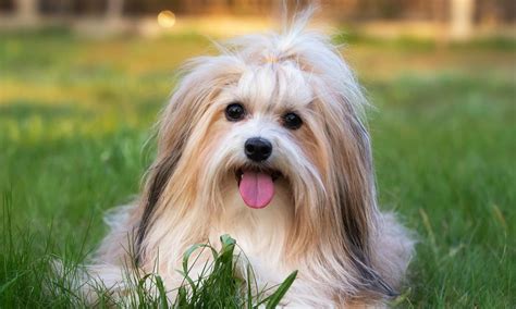 Havanese Breed Characteristics Care And Photos Bechewy