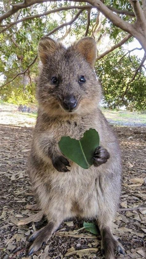 They're some of the smallest members of the macropod (or big a quokka's big feet are tipped with very sharp claws. Quokka love! : aww