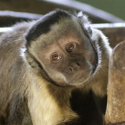Brown Capuchin Monkeys Capuchin Monkey Capuchin Monkey Pet Monkey