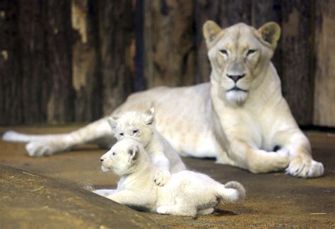 Rare White Lion Cubs Unveiled At German Zoo Cbs News