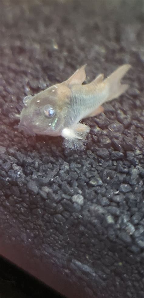 What Is Wrong With My Corys Fin My Aquarium Club