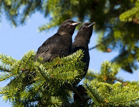 Crows Ravens And Magpies Wings And Feathers