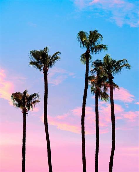 Peace Love And Palm Trees 🌴 Wallpaper Tumblr Lockscreen