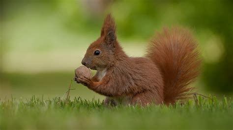 3840x2160 Resolution Red Squirrel Holding A Nut Photo Hd Wallpaper