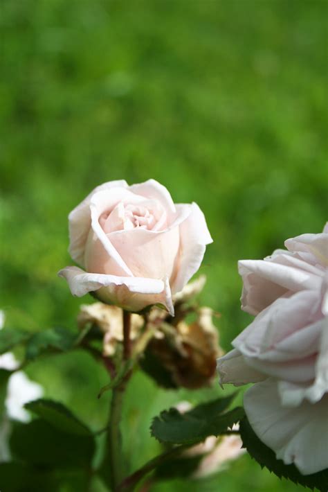 Gläubige christen besuchen am aschermittwoch einen gottesdienst, in dem sie das aschenkreuz erhalten: Rose : Aschermittwoch