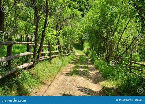 Country Road With Fence Stock Image Image Of Road Perspective 116268289