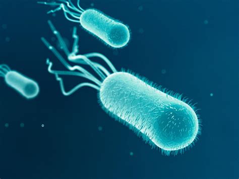 Helpful Bacteria Examples