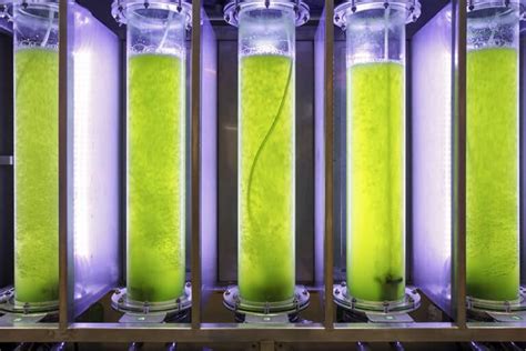 Algae Biofuel Farm Photobioreactor Harvester Extraction System Off