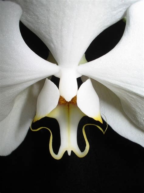 In fact, moth orchids are the most popular orchids in the world, accounting for a staggering 75 percent of all orchid plant sales. orchids on Tumblr