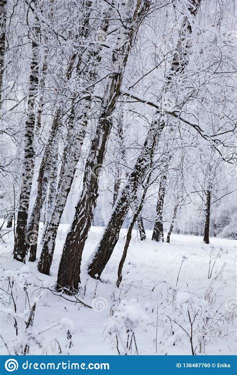 Beautiful Birch Forest After A Snowfall Stock Photo Image Of Forest