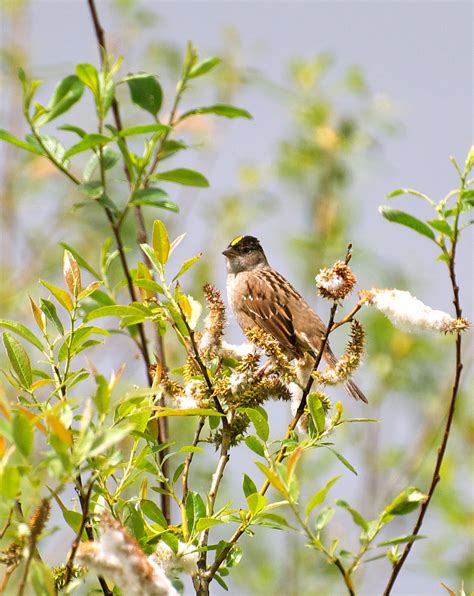Nw Bird Blog Golden Crowned Sparrow