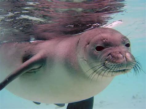 Hawaiian Monk Seal Monachus Schauinslandi Critically Endangered Species