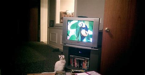 First Post This Is Kepler Watching Two Snails Have Sex On Tv Imgur