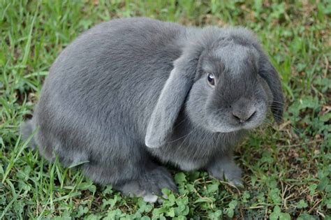 What Breeds Are Best As Pet Rabbits Simplyrabbits Rabbit Care