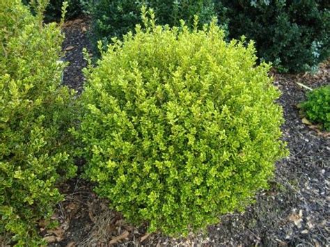 Golden dream boxwood shrubs for sale online variegated golden dream boxwood shrubs are aptly named. Buxus microphylla 'Golden Dream' - Google Search (With ...