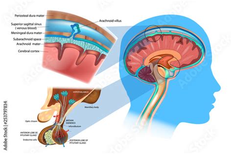 Anatomy Of The Brain Meninges Hypothalamus And Anterior Pituitary