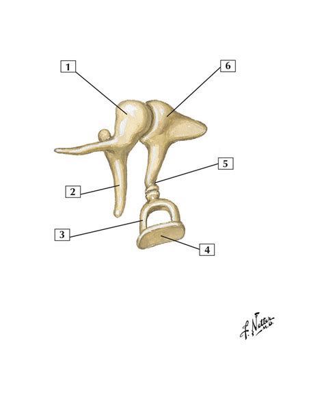 Auditory Ossicles Diagram Quizlet