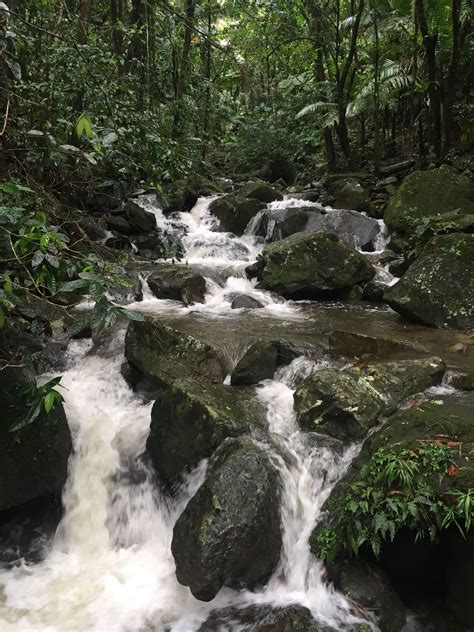 The El Yunque Rain Forest Puerto Rico Rainforest Puerto Rico Cuba