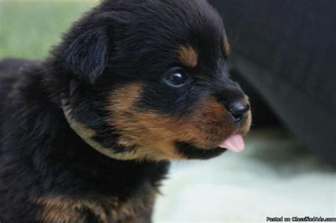 This is some of the highest ratings from the ofa that almost ensure your rottweiler puppy will be healthy. Rottweiler Puppies for Sale in Riverside, California Classified | AmericanListed.com