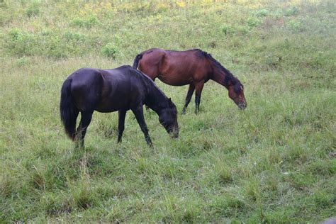 See Wild Horses And Bison At Paynes Prairie State Park Snowbird