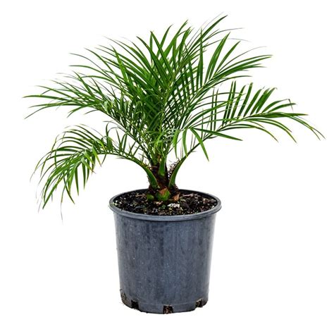 200mm Dwarf Date Palm Phoenix Roebelenii Date Palm Plants Palm
