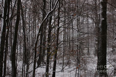 Snowy Woods Photograph By Linda Shafer
