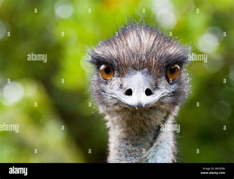 Emu Dromaius Novaehollandiae Looking At The Camera Australia Stock