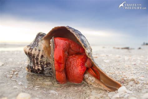 The Living Sea Shells A Photo Gallery Of Sanibel Island