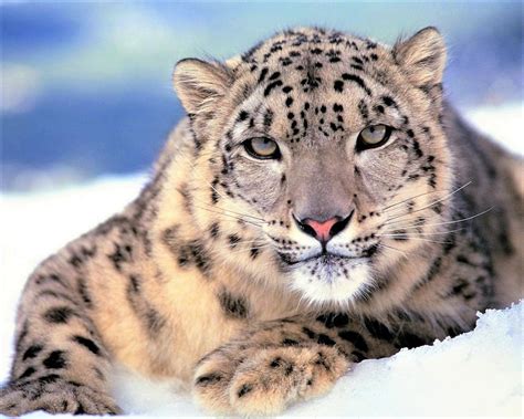 Snow Leopard Image Id 300035 Image Abyss