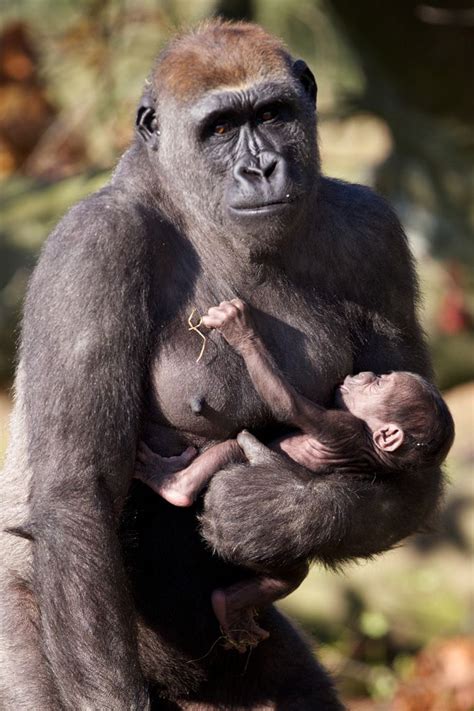Nursing Baby Gorilla And Mama Yay Cradle Hold Breastfeeding