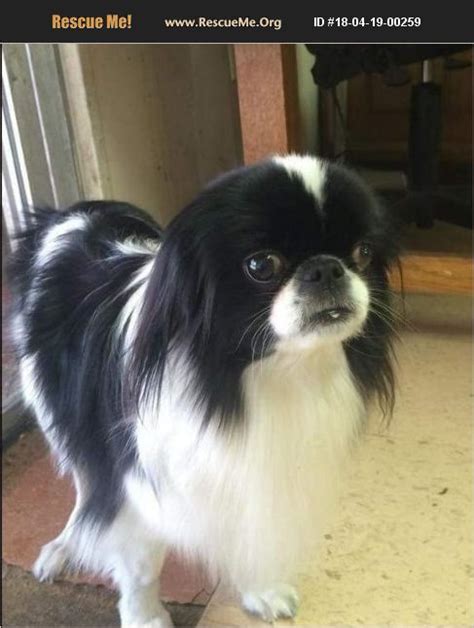 Adopt 18041900259 ~ Japanese Chin Rescue ~ Los Angeles Ca