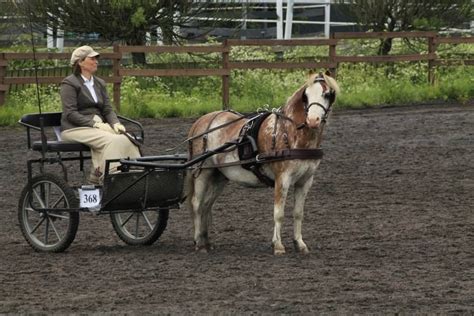 Welsh Mountain Pony Por Erik In Carriage Driving Competition Horses