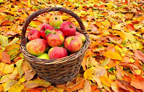Wallpaper Autumn Leaves Basket Apples Fruit Images For Desktop