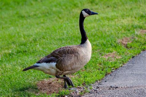 Closeup Of A Canada Goose Standing Stock Image Image Of Animal